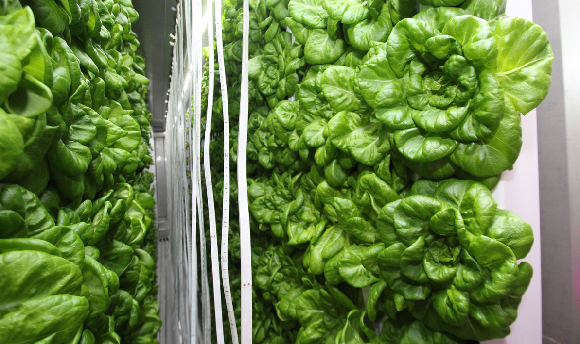 Lettuce grows in vertical rows inside the Freight Farms container.