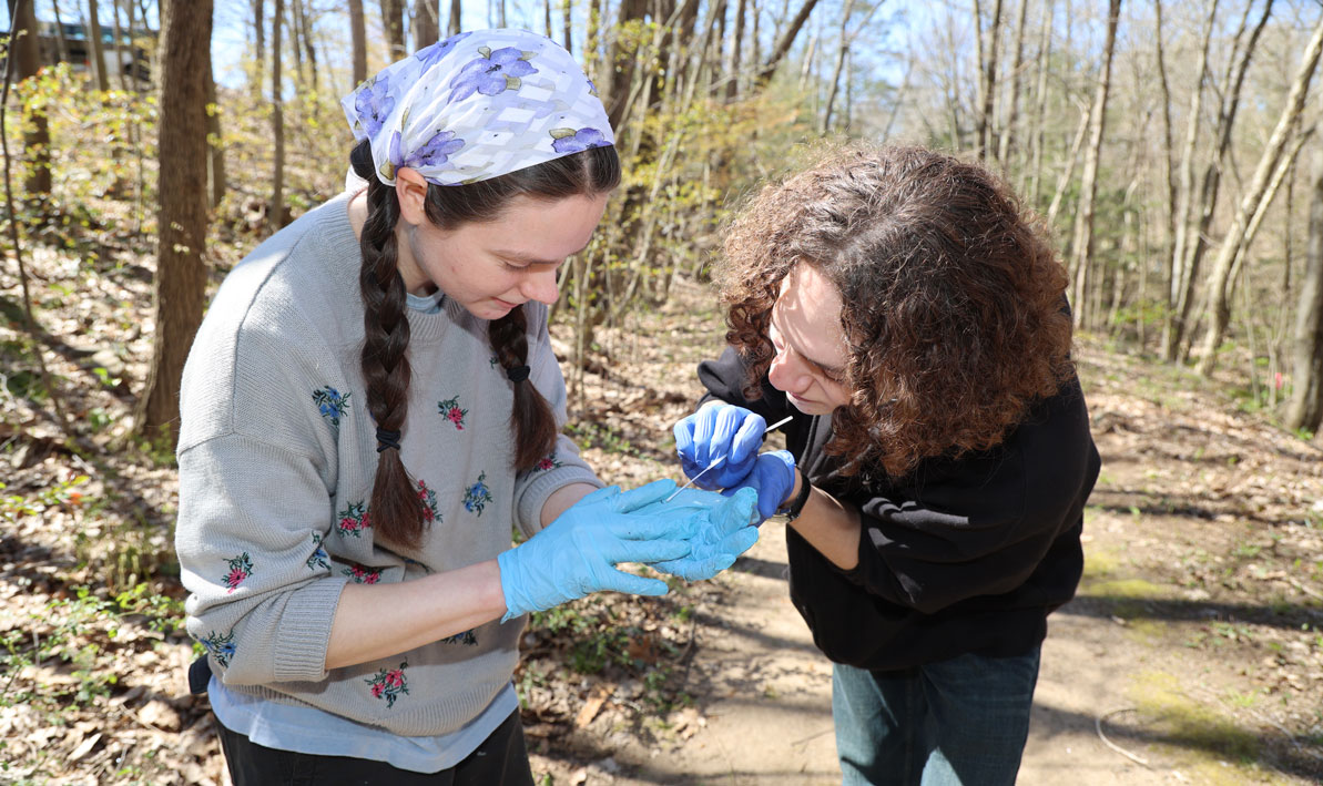Students swab a salamander for the presence of a fungus. 