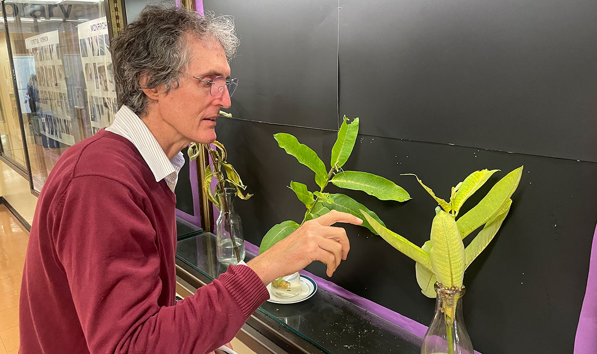 Carl Todd, coordinator of Library Services, examines the monarch butterfly display he put together outside the HCC Library.