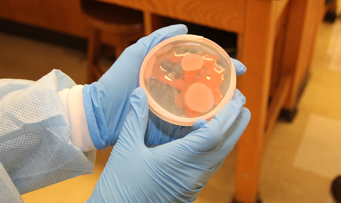 HCC student examines bacteria culture in a petri dish