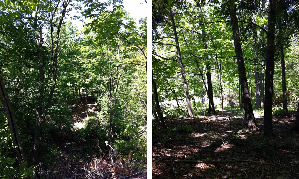 Hole eleven on the disc golf course at HCC