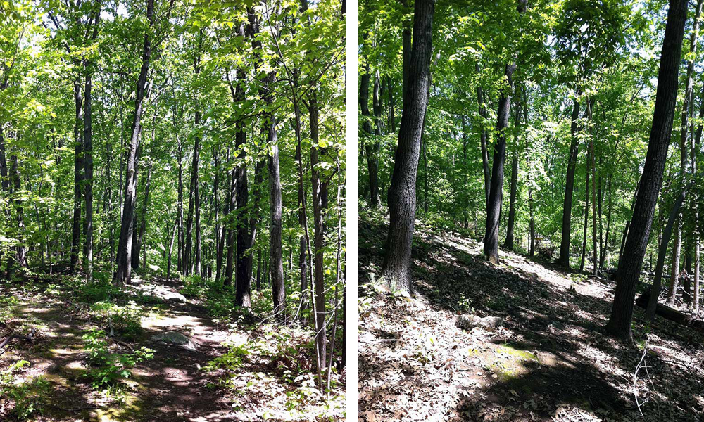 Hole seventeen on the disc golf course at HCC