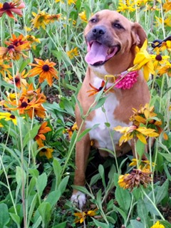 Gold dog with white chest in field of black-eyed susans