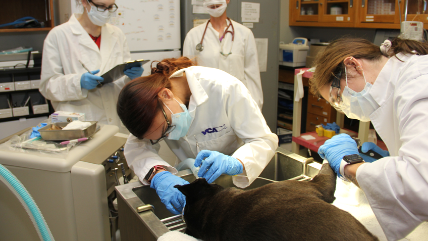 Vet tech students examine a dog who is lying prone on an examination table