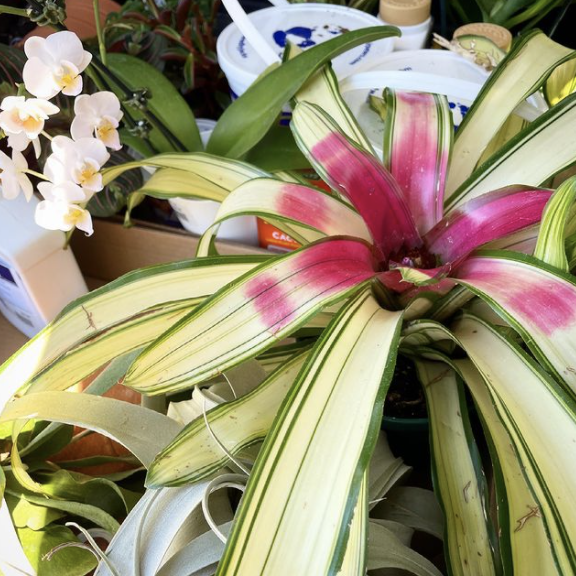 A plant with green and pink leaves